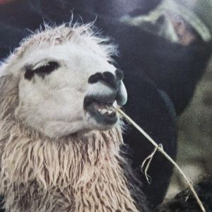 Meet your Posher, Timothina